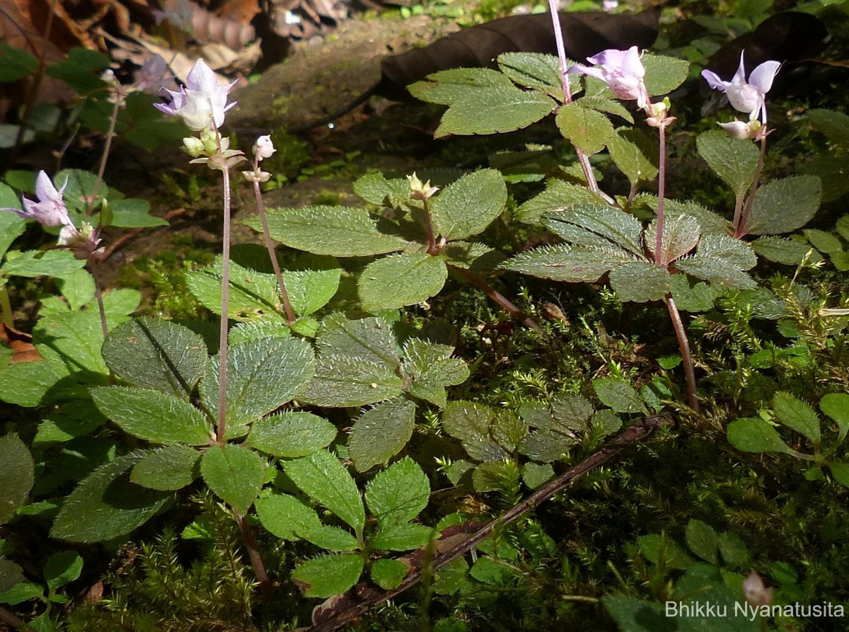 Impatiens thwaitesii Hook.f. ex Grey-Wilson